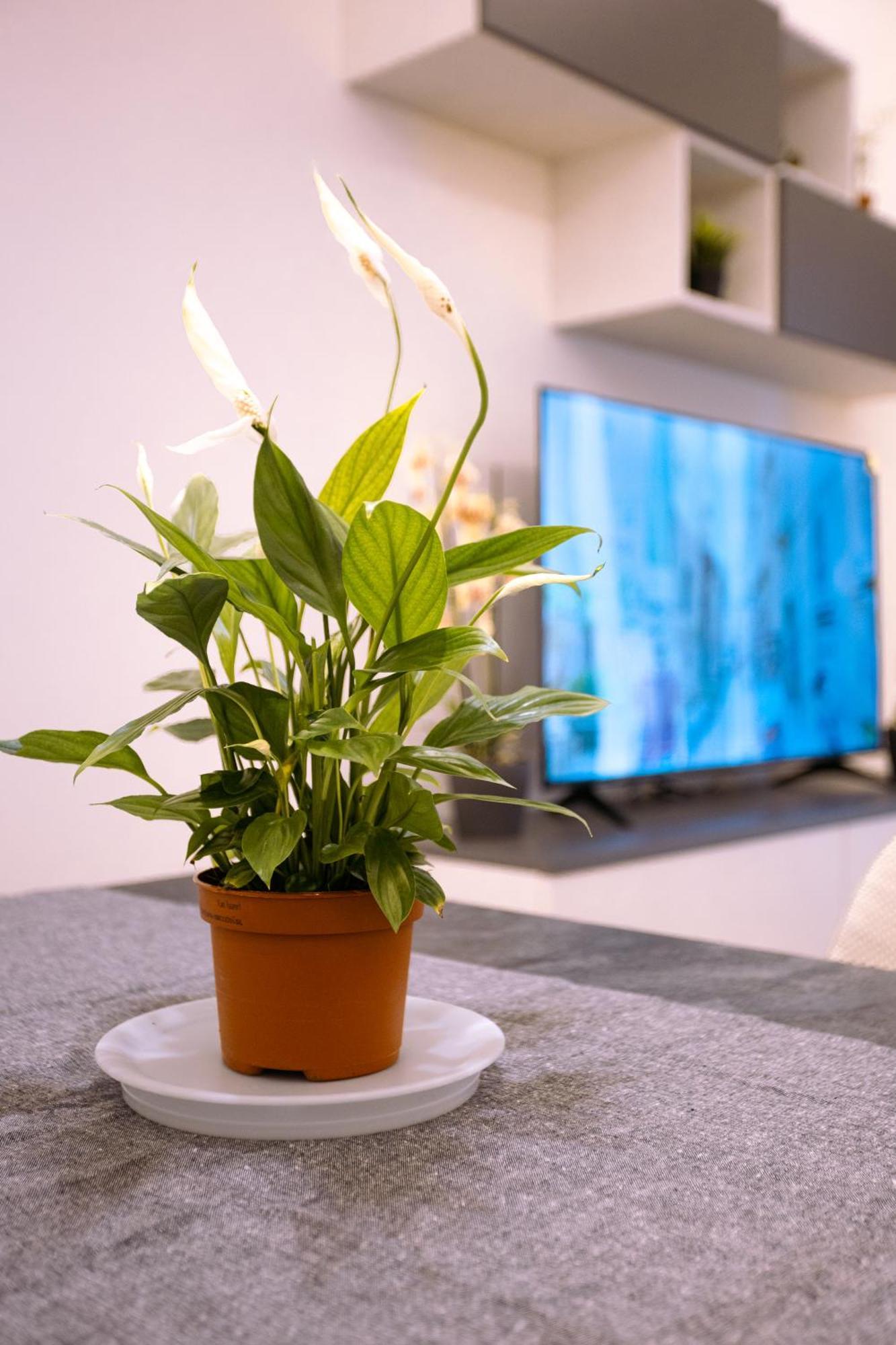 Song House Apartment Centro Storico 7 Pax Napoli Eksteriør bilde